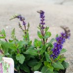 Šalvia hájna (Salvia nemorosa) ´SENSATION BLUE´ - výška 15-25 cm, kont. P13